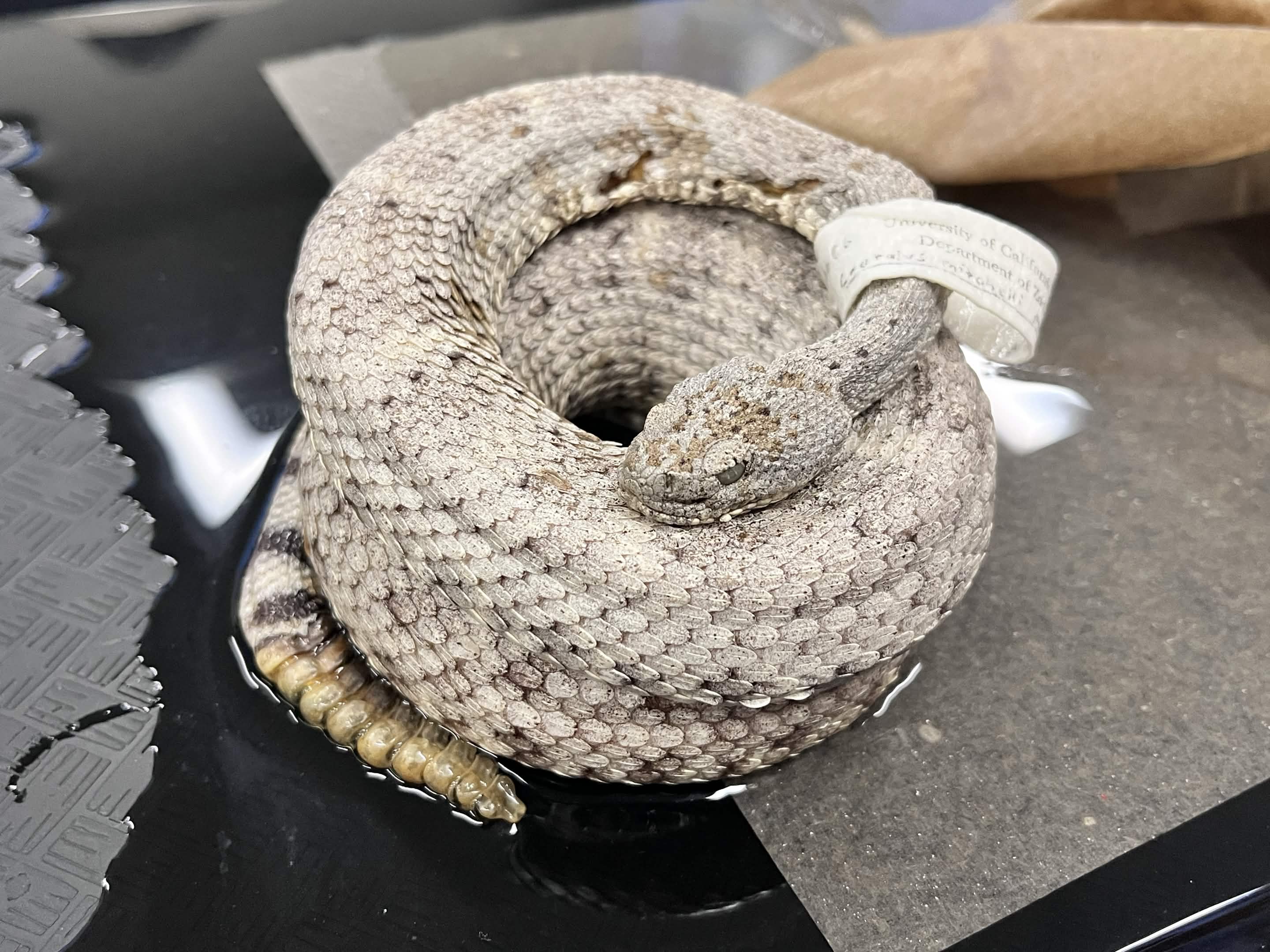 <p>Infraorder + Superfamily + Family + Subfamily + Scientific name?<br>- Speckled<br>- dark stripes on tail<br>- more head scales</p>