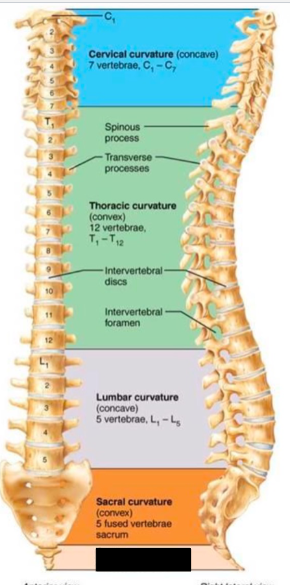 <p><strong>what part of the vertebral column is this? what does it consist of?</strong></p>