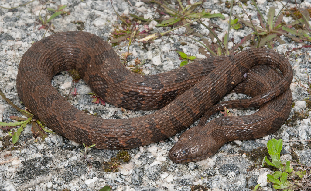 <p>Nerodia taxispilota </p>
