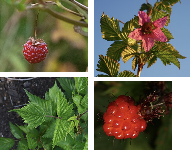 <ul><li><p>Tall thorny shrub</p></li><li><p>Large soft maple-like leaves</p></li><li><p>Bright pink 5-petaled flowers</p></li><li><p>Yellow to salmon-red berries</p></li><li><p>Wet coastal forests & streams</p></li></ul><p></p>