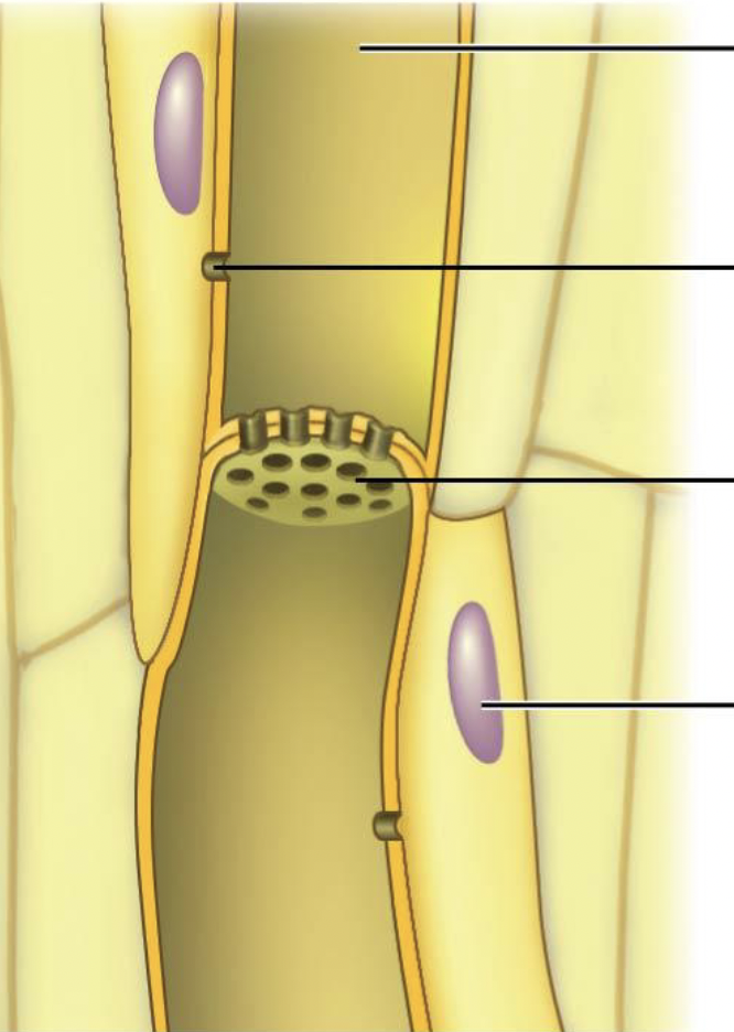 <p>Gymnosperms have __ at the ends of cells- these are easily plugged by p-proteins if the phloem is damaged (lower middle arrow)</p>