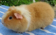 <p>welke type cavia is dit</p>
