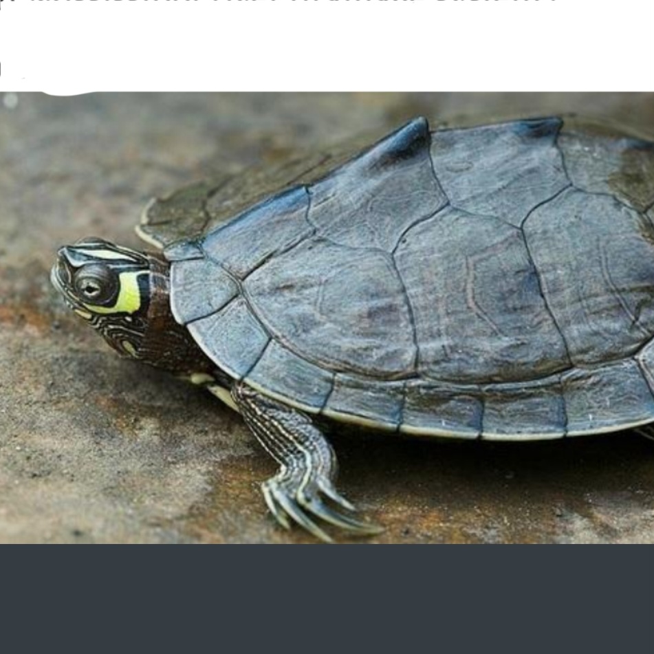 <p>name this animal</p>