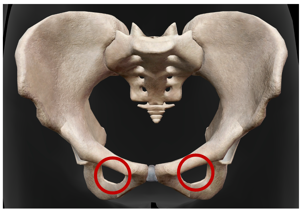 <p>What is the name of the foramen encircled below?</p>