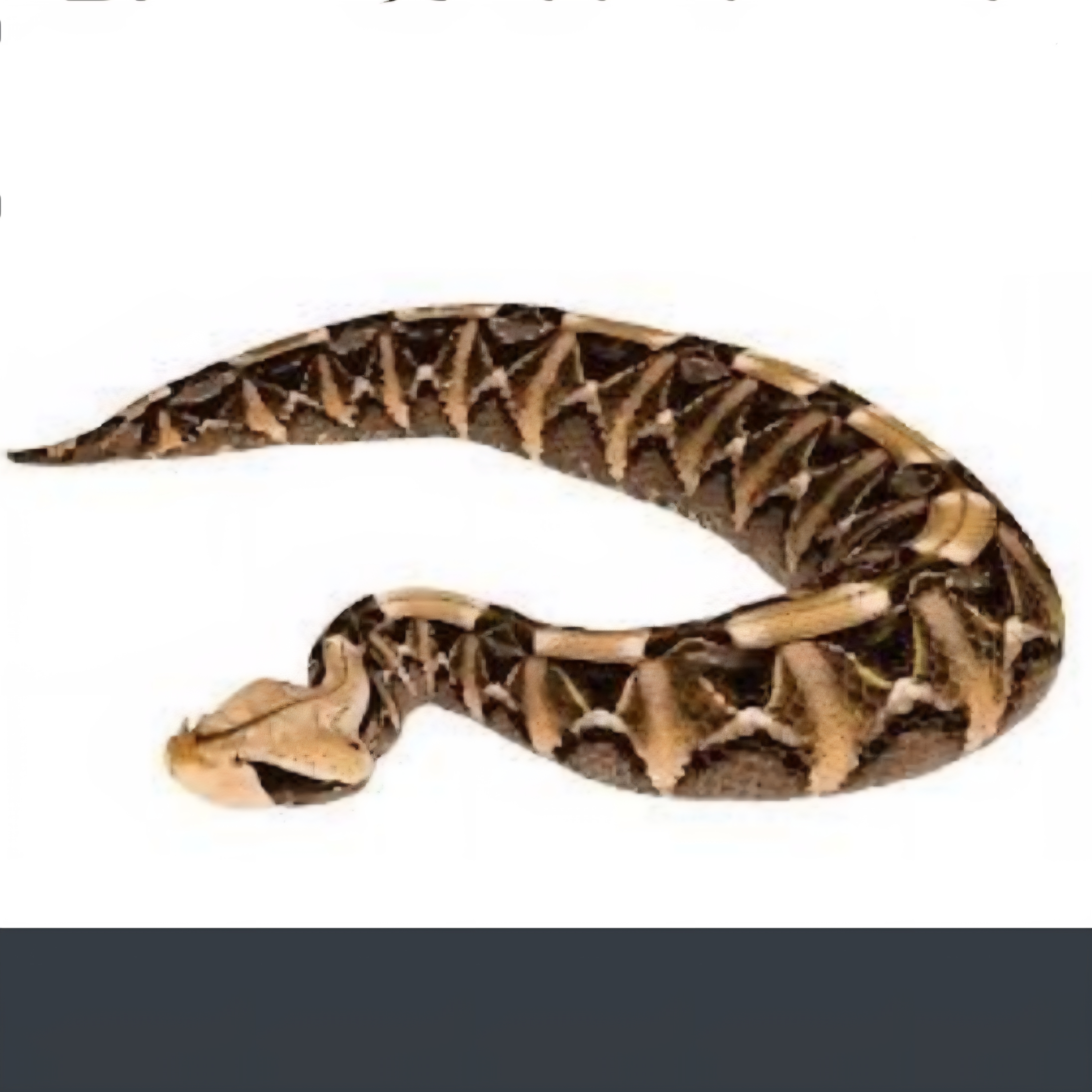 <p>name this animal</p>