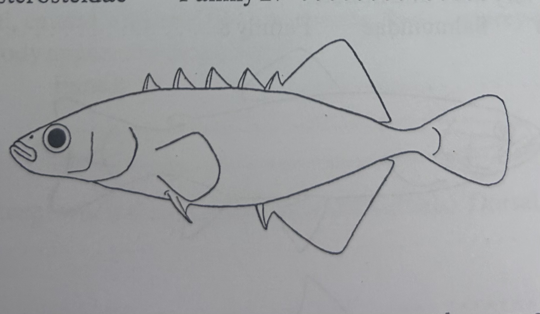 <ul><li><p>naked</p></li><li><p>spines on back</p></li><li><p>aligned dorsal and anal fins</p></li></ul><p></p>