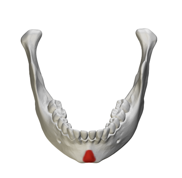 <p>what is the mental protuberance?</p>