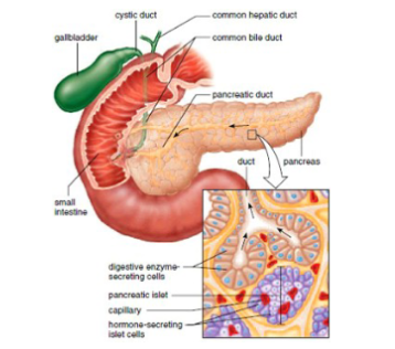 <ul><li><p>glands that release secretions into ducts that lead outside the body or into cavities</p></li><li><p>in other words They pump fluids through tubes onto body surfaces or into body spaces.</p></li><li><p>ex: sweat glands, salivary glands, glands of the pancreas</p></li></ul><p></p>