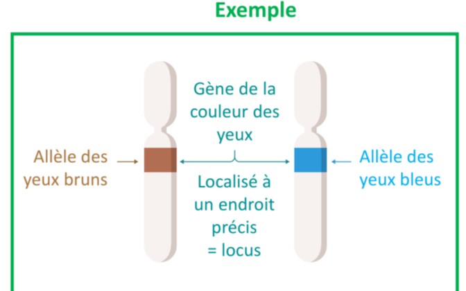 <p>Définition du cours : Un gène est une séquence de nucléotides contenant l’information minimale pour produire un ARN. Le locus génomique est son emplacement physique précis et invariable sur un chromosome. Explication simplifiée 💡 : Le gène = l’information ; le locus = l’adresse du gène sur le chromosome.</p>