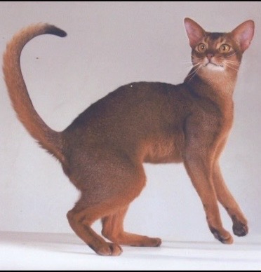 <p>Abyssinian</p>