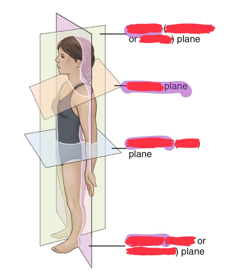 <p>what is the longitudinal plane that divides the body into right and left parts?</p>
