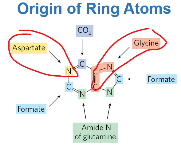 <p>The atoms of the purine ring are derived from multiple sources, including amino acids——- ___________ which donate nitrgoen atoms</p>