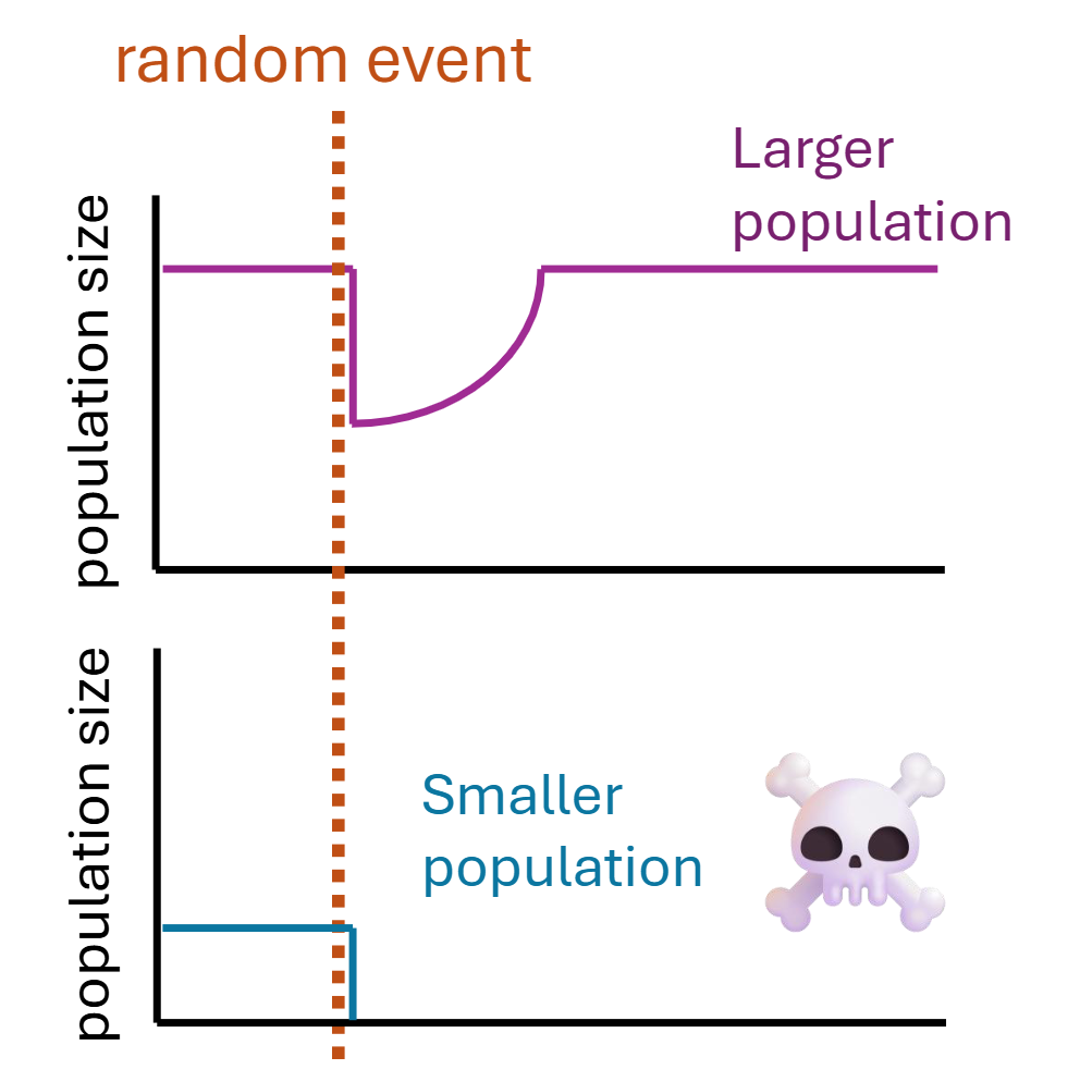 <ul><li><p><strong>Considered vulnerable</strong></p></li><li><p><span>Vulnerable to random events</span></p><ul><li><p><span>“Density-independent factors”</span></p></li></ul></li><li><p><span>Harder to find mates or colonize new habitat</span></p><ul><li><p><span>Reduced growth rates</span></p></li></ul></li><li><p><span>May get trapped in poor habitat</span></p><ul><li><p><span>Reduced growth rates and lower carrying capacity</span></p></li></ul></li></ul><p></p>