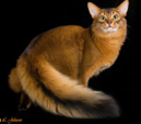 <p>welk type kat is dit</p>