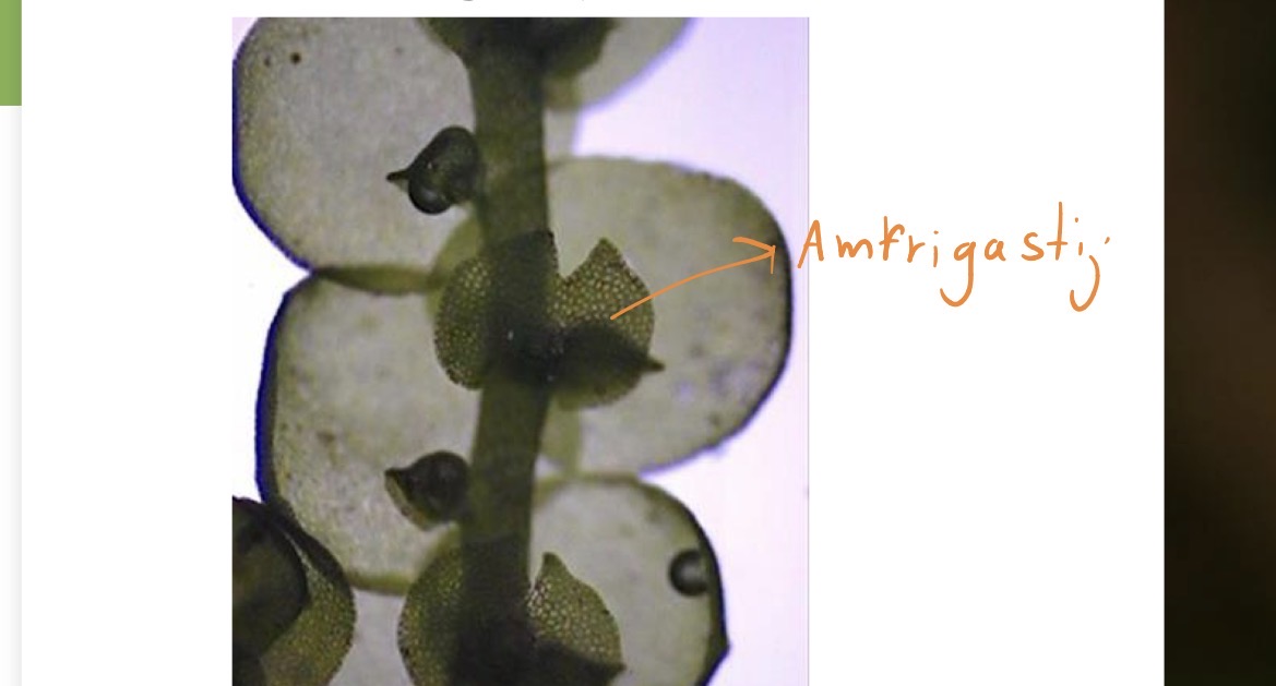 <p>Deblo streptophyta</p><p>Poddeblo marchantiophytina - jeternjaki</p><p class="has-focus is-empty">Razred jungermanniopsida - visji jetrnjaki</p><p class="has-focus is-empty">Red jungermanniales - visji listnati jeternjaki</p><p class="has-focus is-empty"></p>