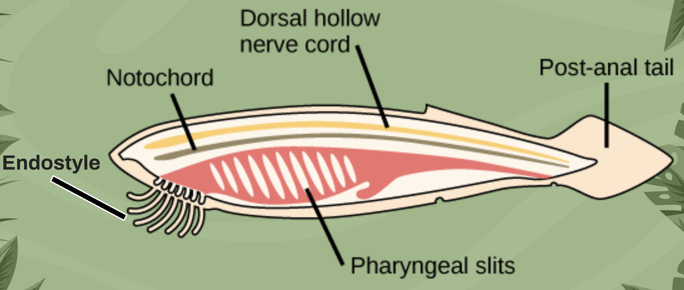 <ul><li><p>Notochord</p></li><li><p>Pharyngeal gill slits </p></li><li><p>Dorsal, hollow nerve cord</p></li><li><p>Post-anal tail</p></li><li><p>Endostyle or thyroid gland </p></li></ul><p></p>