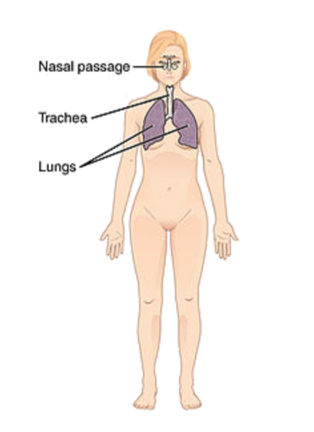 <p>respiratory system </p>