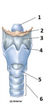 <p>Trachea</p>