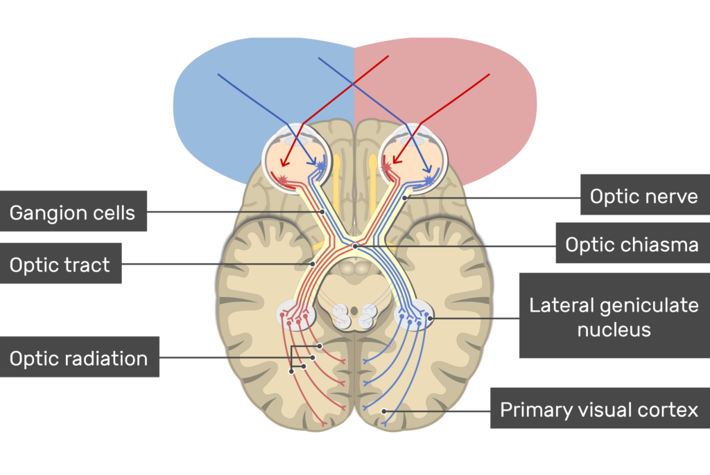 <p>The most posterior and simple area of the occipital lobe where visual information first reaches the cortex to detect line orientation, edges, contours, contrast, etc.</p>
