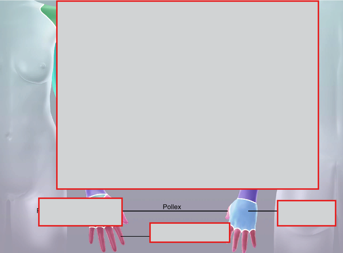 <p>Pollex</p>