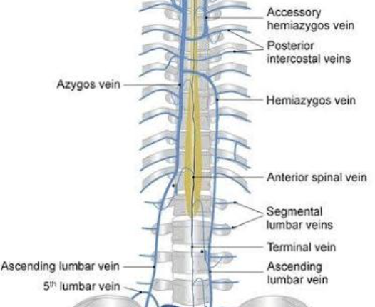 <ul><li><p>6 veins drain the spinal cord:</p><ul><li><p>One anterior & posterior</p></li><li><p>Two for each posterolateral and anterolateral sulcus</p></li></ul></li></ul><p></p><ul><li><p>these then drain intto → internal and external venous plexuses → aygous vein</p></li></ul><p></p>