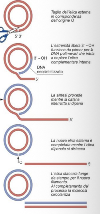 <p>Consiste nel diretto trasferimento di materiale genetico da un batterio a un altro, attraverso un contatto fisico tra le due cellule:</p><ul><li><p>Questo processo avviene per mezzo di Plasmidi Coniugativi, tra cui il plasmide F</p></li></ul><p>Plasmide F:</p><ul><li><p>E’ una molecola di DNA circolare bicatenario, che si replica autonomamente</p><ul><li><p>1/3 del suo DNA è costituito da 13 geni “tra”, che codificano per un pilo F e proteine per la replicazione del DNA</p></li></ul></li><li><p>Presente in E.coli e altri enterobatteri</p></li></ul><p>Quando una cellula contente il plasmide F (cellula F+, donatrice) incontra una che non lo ha (cellula F-, accettrice):</p><ul><li><p>Si formano coppie coniugali</p></li><li><p>Il pilo F della cellula F+ si lega alla cellula F- e si stabilisce un ponte coniugativo</p></li><li><p>Poi il DNA plasmidico viene tagliato al punto “oriT” (origine di trasferimento) e parte la replicazione tramite “Rolling Circle”</p></li></ul><p>Replicazione Rolling Circle:</p><ul><li><p>In corrispondenza di un origine viene tagliata una catena del DNA circolare</p></li><li><p>L’estremità 3’-OH della catena polinucleotidica tagliata funge da primer per la DNA polimera che sintetizza la nuova catena</p></li><li><p>Mentre l’estremità 5’ si allontana man mano</p></li><li><p>Poi quando la catena polinucleotidica nuova è stata completamente sintetizzata, la catena parentale si distacca e fungerà da stampo per la sintesi di una catena complementare, con la formazione di una seconda molecola di DNA a doppia elica che poi tenderà a ricircolarizzarsi</p></li><li><p>Si ottengono così due plasmidi, la cellula F- diventa F+ e può produrre anch’esso pilo F e trasferire il plasmide ad altri batteri.</p></li></ul><p>Come avviene il trasferimento del materiale cromosomico?</p><ul><li><p>A volte il plasmide F si integra nel cromosoma batterico grazie a sequenze di inserzione (IS) → queste cellule si chiamano Hfr (high frequency of recombination)</p></li><li><p>Quando una cellula Hfr incontra una cellula F-, oltre il plasmide F viene trasferito anche DNA cromosomico</p><ul><li><p>ma il trasferimento è lento e il ponte è fragile, quindi il cromosoma non viene trasferito mai completamente.</p></li></ul></li></ul><p>Meccanismo alternativo dei Gram positivi:</p><ul><li><p>Non usano i pili F (come enterococcus faecalis), ma usano ferormoni</p></li><li><p>Rilasciati da cellule accettrici, si legano a recettori presenti sulle cellule donatrici (F+)</p></li><li><p>Questa interazione induce il rilascio di sostanza aggregante da cellule donatrici, che forma accumuli che contengono il plasmide coniugativo, che quindi tramite questo, passano alle cellule provviste di ferormoni</p></li></ul><p></p>