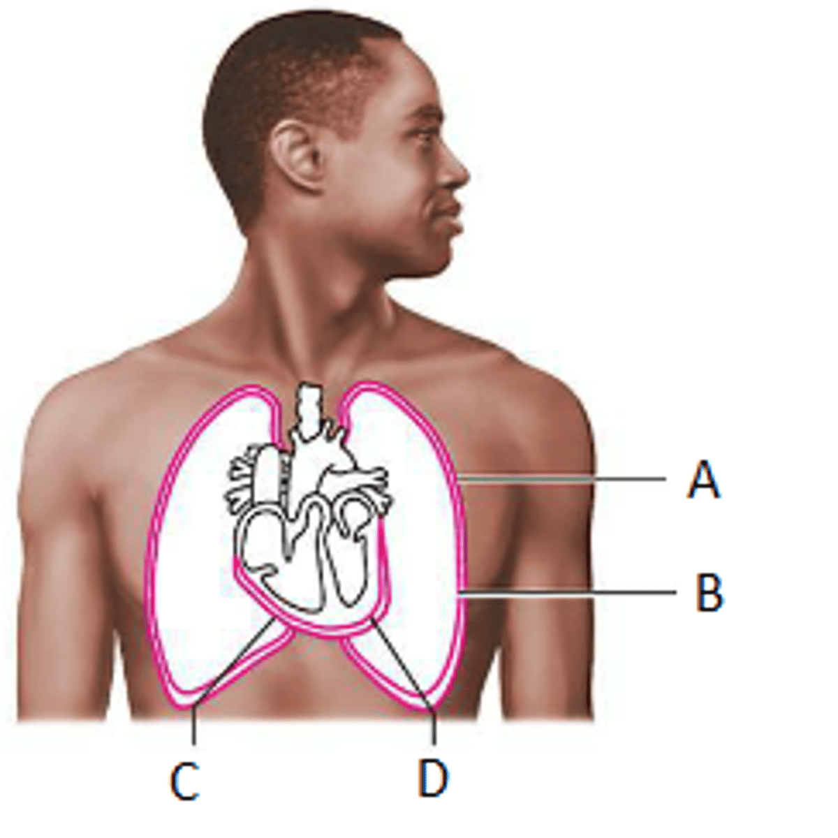 <p>D</p>