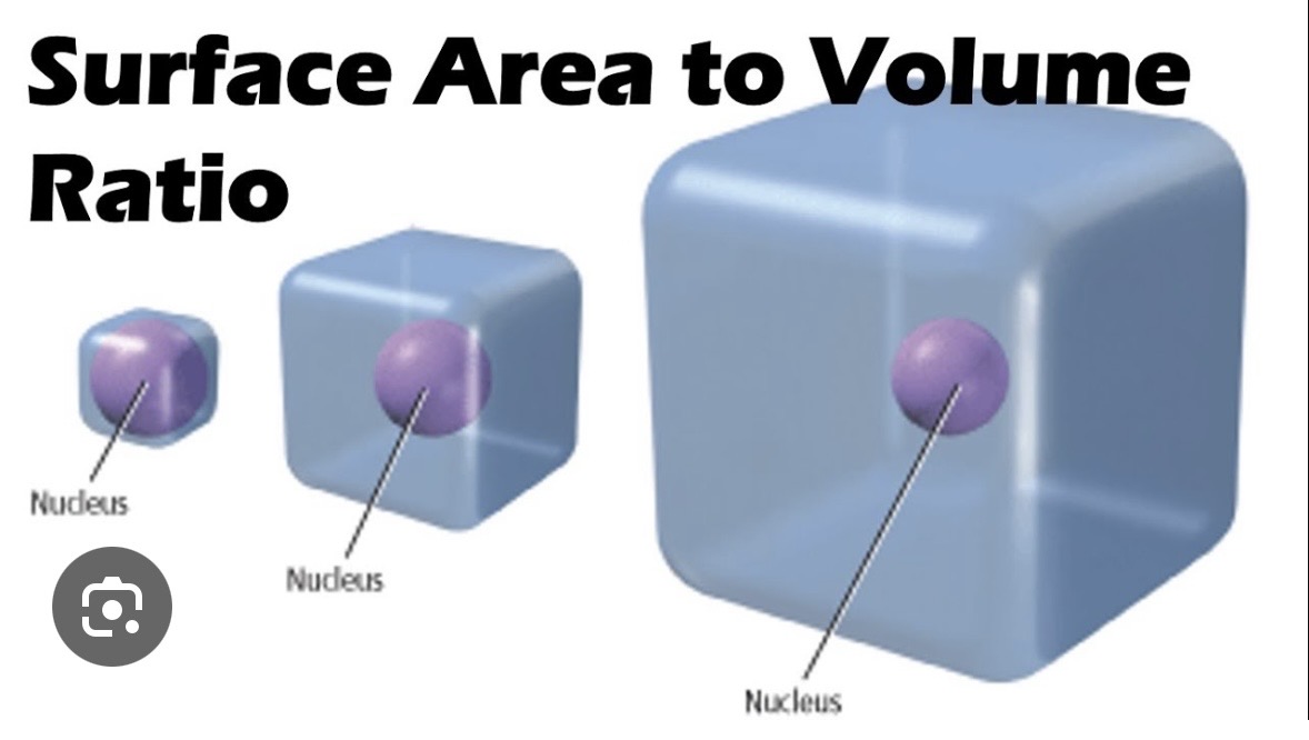<p>Because exchange of materials become less efficient as cells increases</p><p><strong>Surface Area-to-Volume Ratio (SA:V): </strong></p><p>Small cell has larger surface area compared with its volume</p><p>Diffusion more efficient and faster!</p>