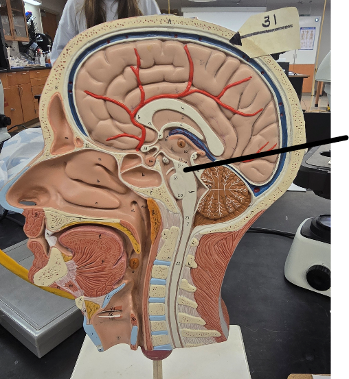 <p>Name Region/Part of Brain, Be Specific </p>