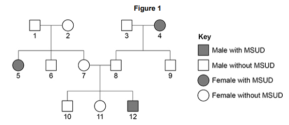 <ul><li><p>Maple syrup urine disease (MSUD) is a rare inherited human condition. </p></li><li><p>MSUD is usually diagnosed early in childhood and can be controlled by having a low-protein diet. </p></li><li><p>Figure 1 shows the inheritance of MSUD in one family.</p></li><li><p>The allele for MSUD is recessive.</p></li></ul><p>Give one piece of evidence from Figure 1 which shows that MSUD is a recessive condition. [1 mark]</p>