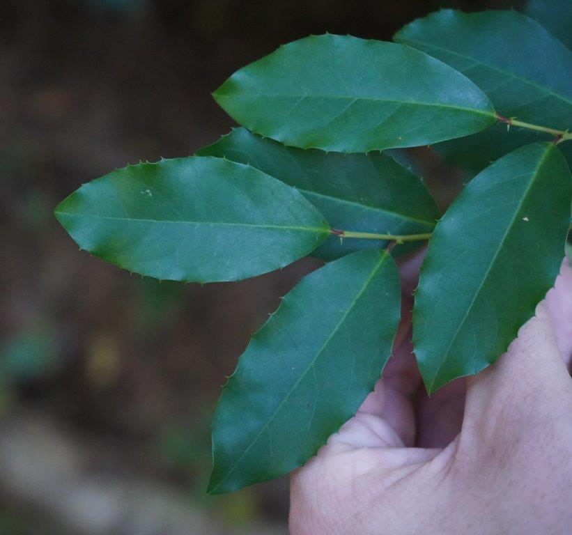 <p>Leaf: evergreen, alternate, simple, 2.5-5” long, elliptical shape, margins entire or with a few teeth, glabrous, scratch mid vein and sniff (smells like cherry)</p><p>Flower: small, white flowers in leaf axils in spring, persistent shiny black drupe fruit</p><p>Bark: smooth with lenticels, grey thin bark</p>