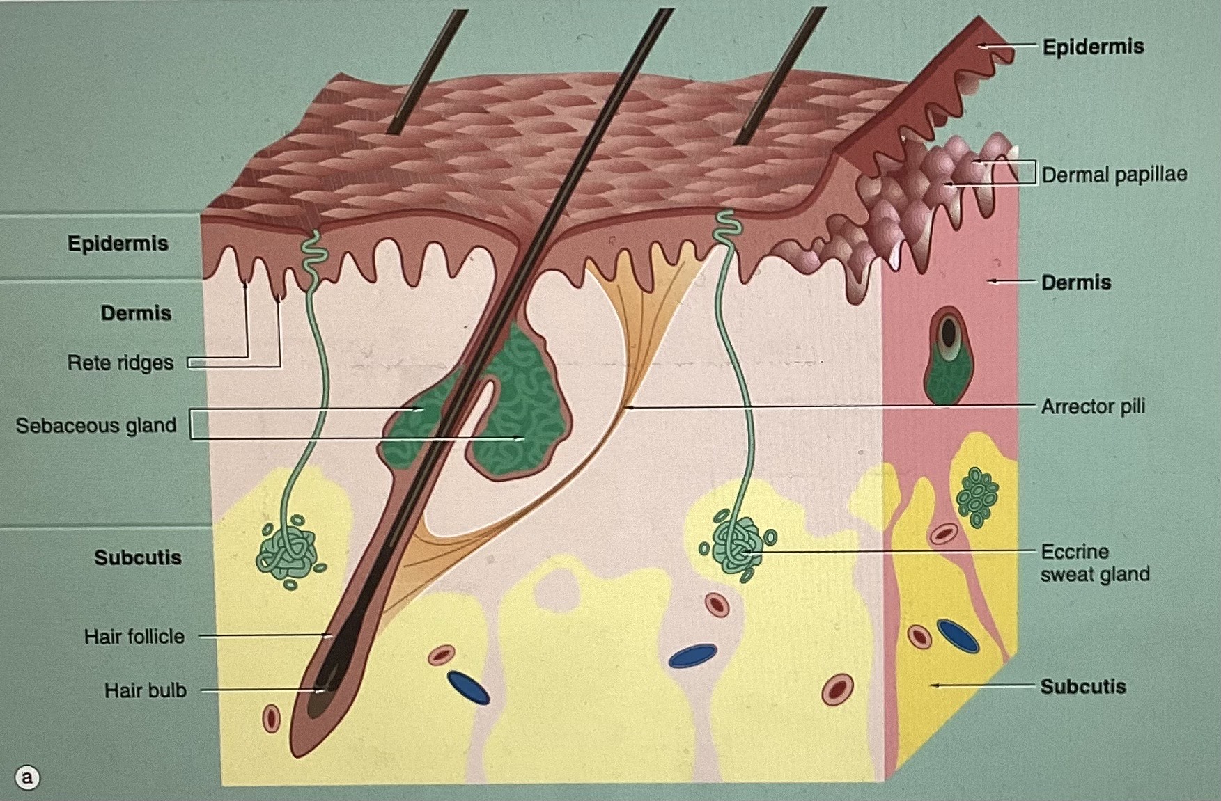 <p>Functions of Skin/Integument?</p>
