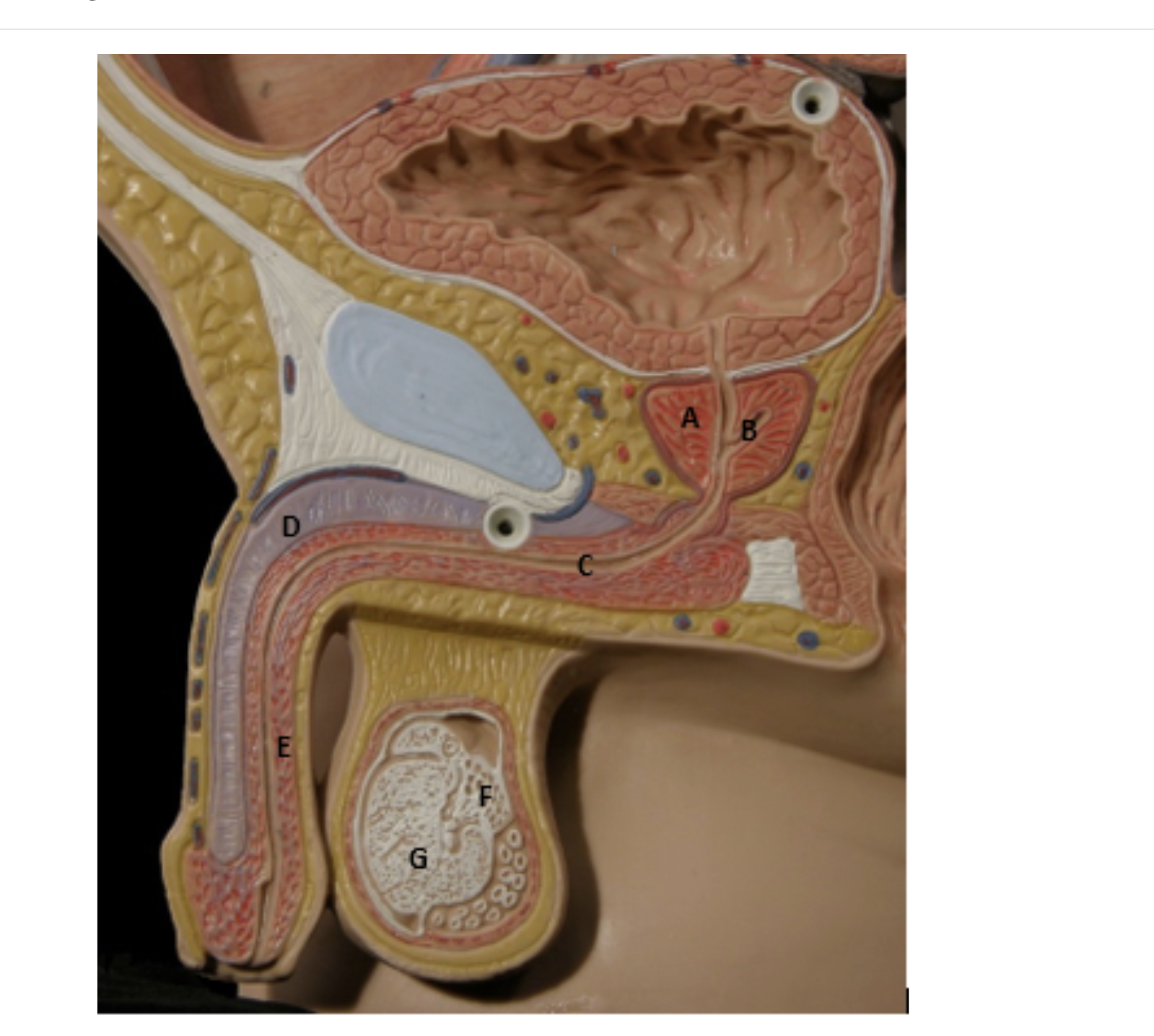 <p>Label these structures of the male reproductive system:</p>