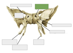 <p>Anterior view: This is the</p>