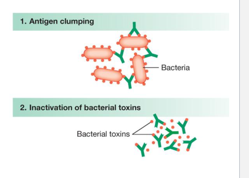 <p>Agglutination</p>