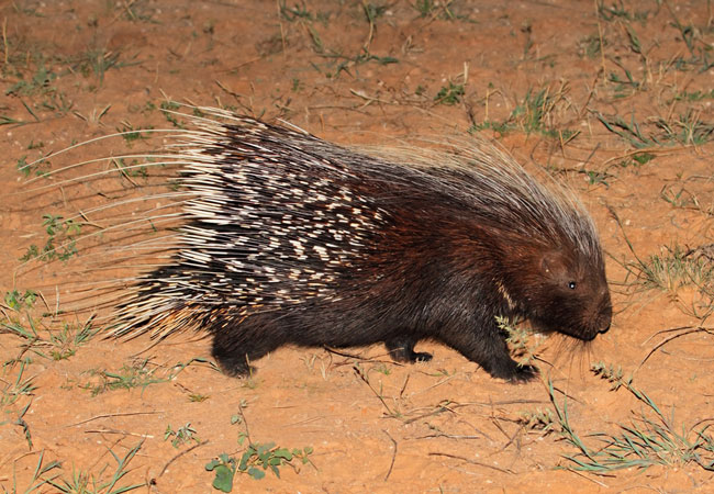 <p>Cape Porcupine</p>