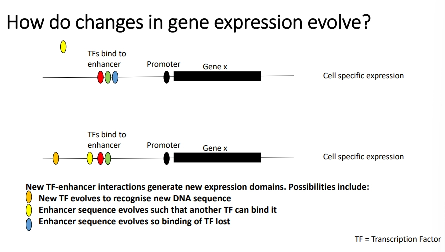 <ul><li><p><strong>tandem gene duplication</strong>- during meiotic recombination, mistakes in crossing over cause one chromosome to have two copies of a section of DNA, while the other has none</p><ul><li><p>lack of the DNA is likely to be fatal in the inheriting offspring</p></li><li><p>however the extra copies aren’t necessarily deleterious in the resulting offspring (leads to copy number variants)</p></li></ul></li><li><p><strong>whole genome duplication </strong>occurred twice in early vertebrate evolution</p></li></ul><p>these events lead to <strong>redundancy</strong></p><p></p><ul><li><p>these permit the evolution of genes with new developmental functions by <strong>mutations </strong>(because redundancy means the mutation doesn’t affect the other copy of the original gene)</p><ul><li><p>eg. changing the <strong>amino acid sequence</strong> of the <strong>homeodomain </strong>of Hox genes changes the <strong>DNA sequence </strong>it <strong>binds </strong>to</p></li></ul></li></ul><ul><li><p>how the gene is <strong>expressed </strong>in different cells can also be changed</p><ul><li><p>eg. changing the <strong>position </strong>of a particular Hox gene changes how <strong>far along</strong> the A/P axis the corresponding trait is expressed</p></li><li><p><strong>repurposing </strong>of genes for new functions, eg. using Hox genes to control<strong> limb patterning</strong></p></li><li><p>mutations in gene <strong>enhancers </strong>can affect gene expression eg. to <strong>allow </strong>binding of a <strong>new </strong>TF, <strong>prevent </strong>binding of an <strong>existing </strong>one, or create a <strong>new enhancer </strong>region for a TF</p></li></ul></li></ul><p></p>