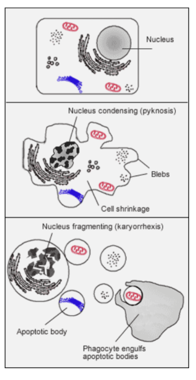 <p>Apoptosis is distinguished from necrosis; mechanism that allows cells to self- destruct when stimulated by the appropriate trigger</p><ul><li><p>Initiated if cell is no longer needed or becomes a threat to health</p></li><li><p>Aberrant inhibition or initiation of apoptosis contributes to many disease processes</p></li><li><p>Process of programmed cell death (PCD) has had broader recognition since 1972</p></li></ul><p></p>