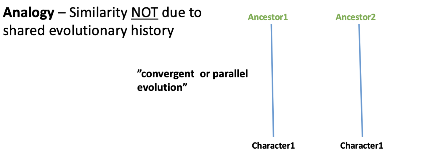 <p>relationship between 2 characters that descended convergently from unrelated ancestors</p><p>“parallel evolution”</p><p></p><p>birds and insects both evolving wings</p><ul><li><p>but their evolution as forelimbs is homologous</p></li></ul><p></p>