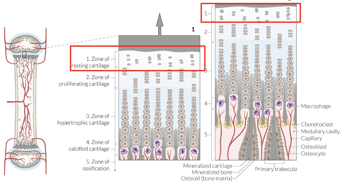 <p>Undifferentiated precursor chondrocytes</p>
