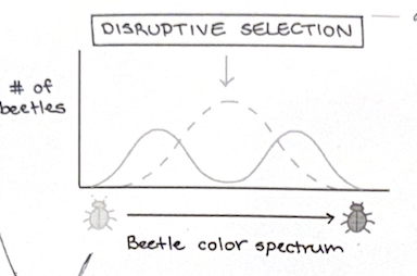 <ul><li><p>selects for 2 extremes</p></li><li><p>(mode stays the same, range increases, SD increases)</p></li></ul><p></p>