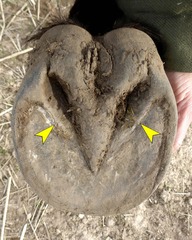<p>What is this part of the equine hoof? What is its function?</p>