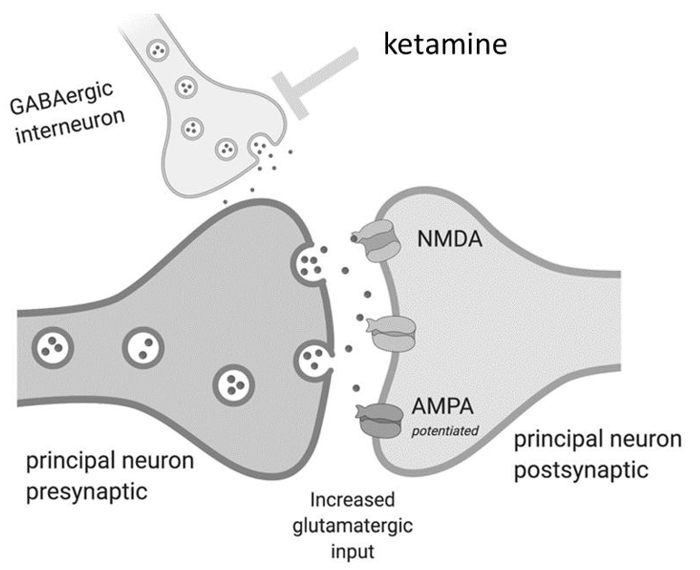 <p>Onderdrukte activiteit van inhiberende interneuronen → verhoogde excitatie</p><ul><li><p><em>vb. disinhibitie bij toediening van ketamine: NMDA receptor antagonist → blokkeert GABA (wat glutamaat afgifte inhibeert) → meer glutamaat</em></p></li></ul><p></p>