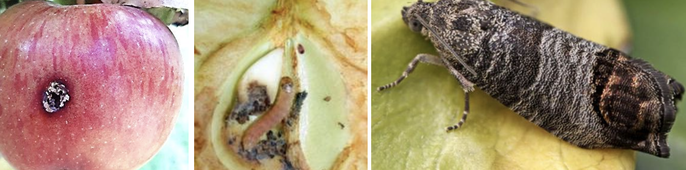 <p><strong>Type:</strong> Insect (moth larva)<br><strong>Life cycle:</strong> Annual<br><strong>Key persistence/spread:</strong> Larvae overwinter in bark crevices<br><strong>Farming systems:</strong> Orchards</p><p><strong> How to identify</strong></p><p>Damage is first noticed in fruit, where larvae tunnel into the centre, producing brown crumbly frass near entry points.</p><p>Affected fruit may drop prematurely or appear sound externally but contain internal tunnels and decay.</p><p>Adult insects are small grey moths active at dusk, but these are rarely noticed. Larvae are creamy‑pink caterpillars found inside fruit.</p><p>Damage is highly specific to fruiting trees and does not occur on leaves.</p>