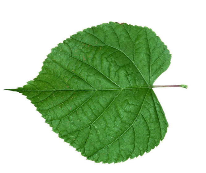 <p>Tilia leaf traits</p>