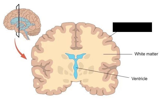 <p>a major component of the central nervous system, consisting mainly of neuronal cell bodies, dendrites, and unmyelinated axons<span>. It is primarily responsible for processing information, controlling movement, and managing cognitive functions like memory, emotion, and decision-making</span></p>