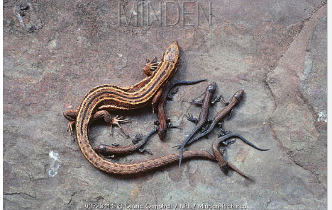 <p>Family: Lacertidae</p>