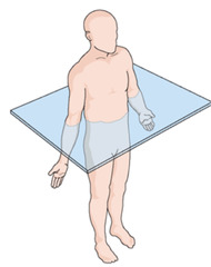 <p>Name the horizontal reference plane that divides the body into a top and bottom portion.</p>