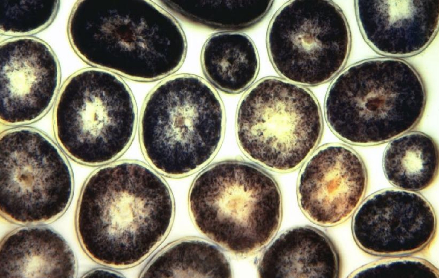 <p>cross section</p>