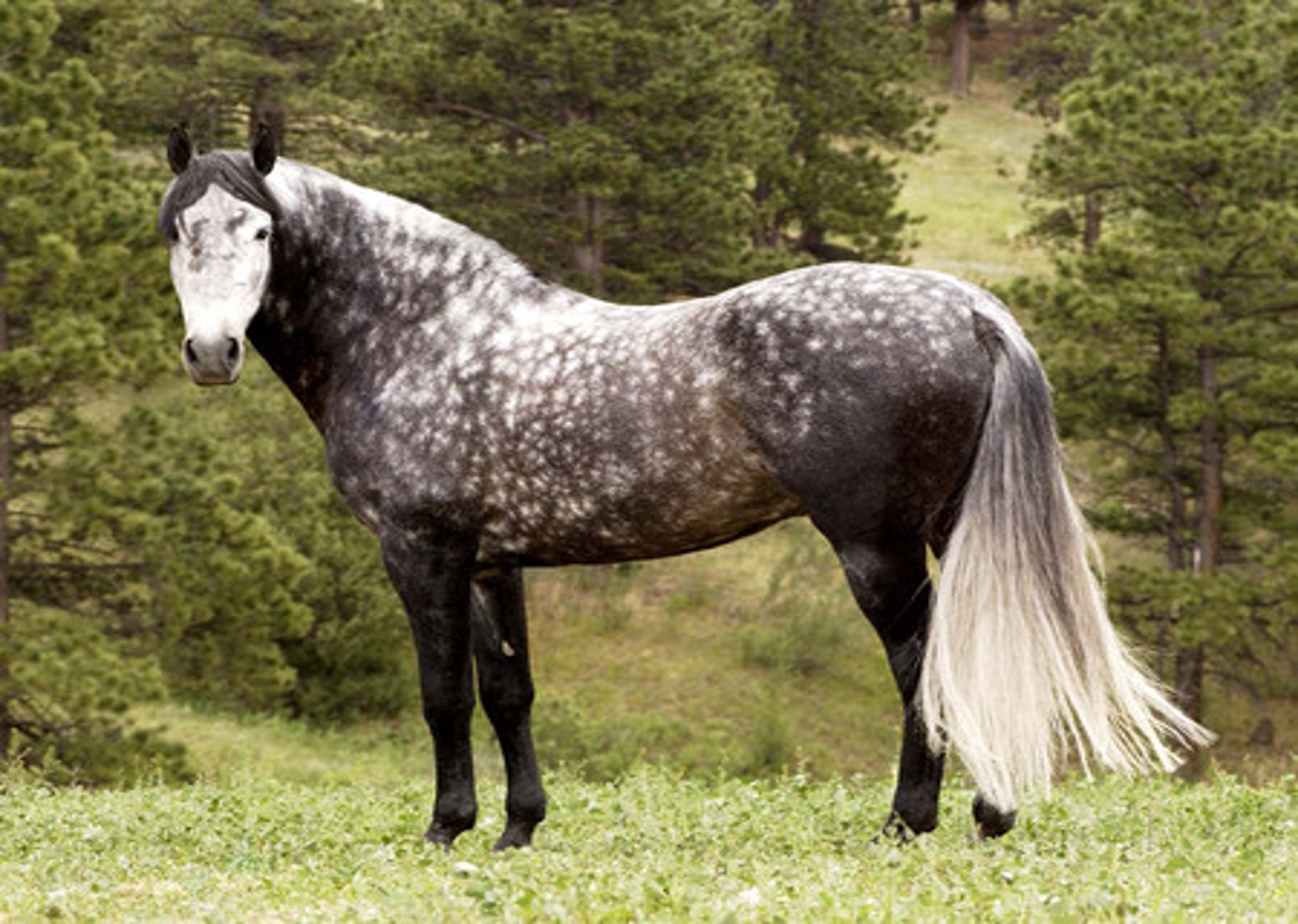 <p>Mottled coat, Black around muzzle, eyes, and ears</p>